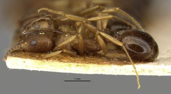 Media type: image; Entomology 20608   Aspect: habitus lateral